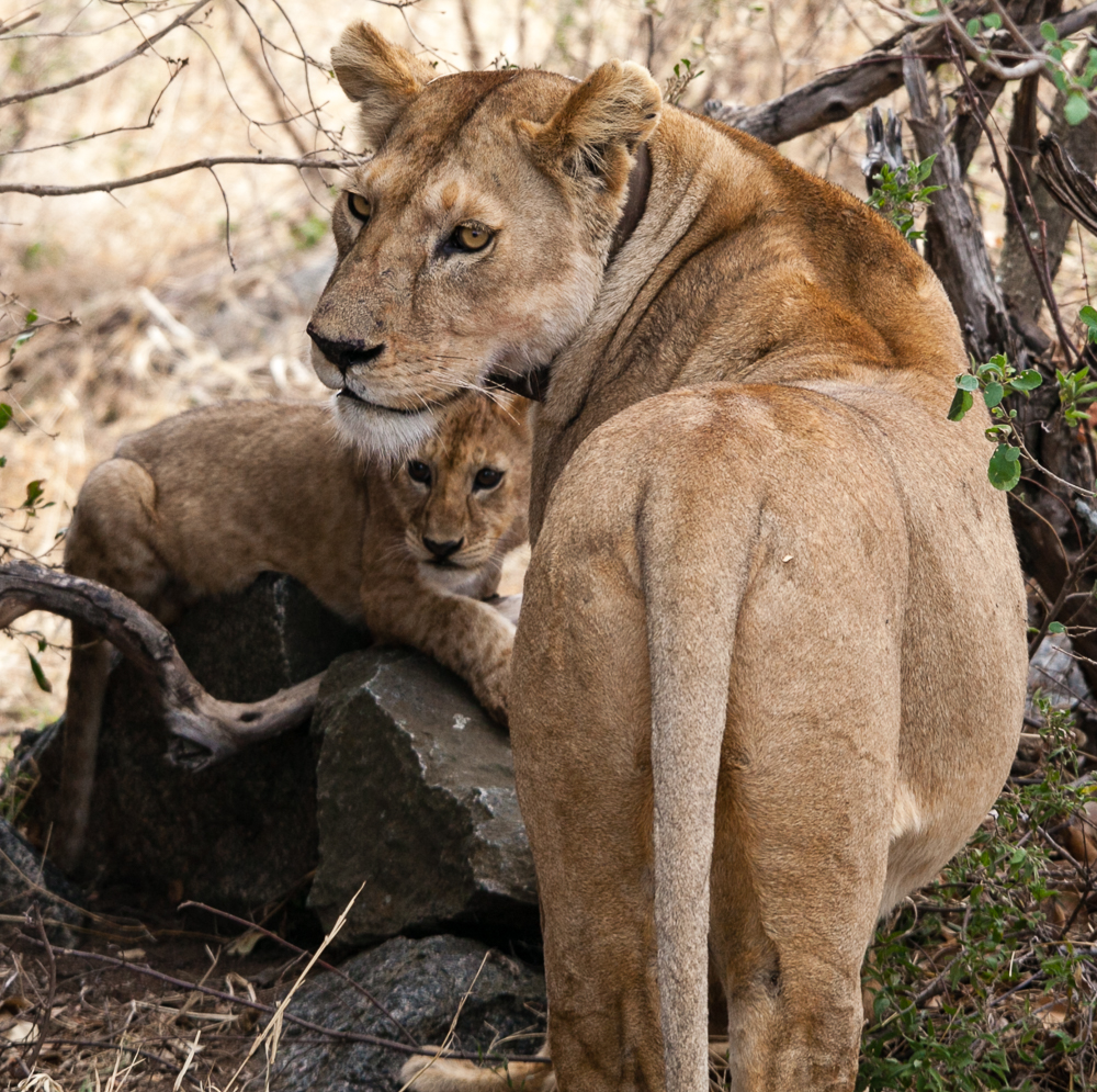 lioness and cub